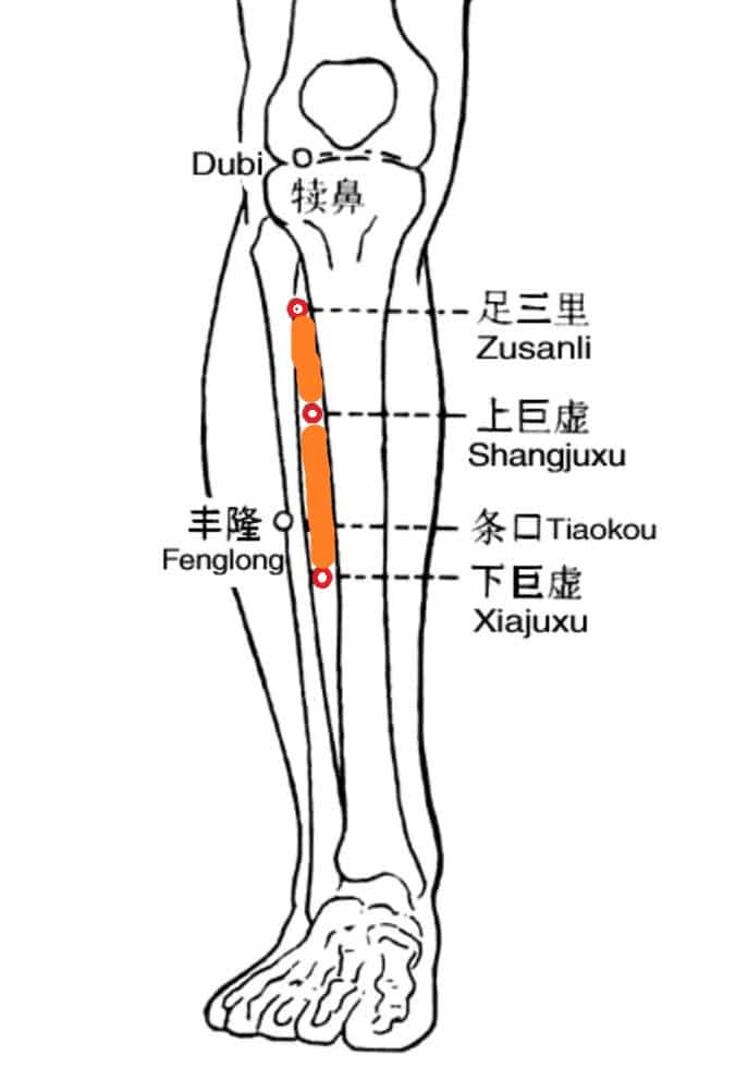 Technique d'acupression pour les maux de ventre : Méridien estomac